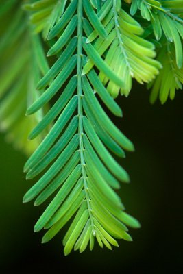 Metasequoia glyptostroboides 'White Spot' - metasekvoje čínská - jehlice